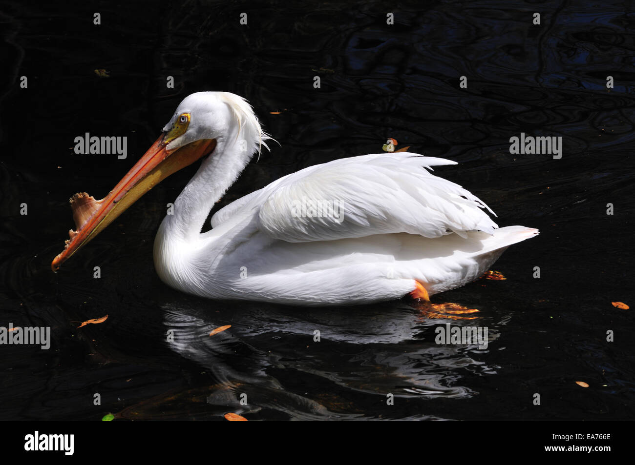 Americano bianco pellicano (Pelecanus erythrorhynchos) in allevamento piumaggio, nuoto al Ellie Schiller Homosassa Springs Wildlif Foto Stock