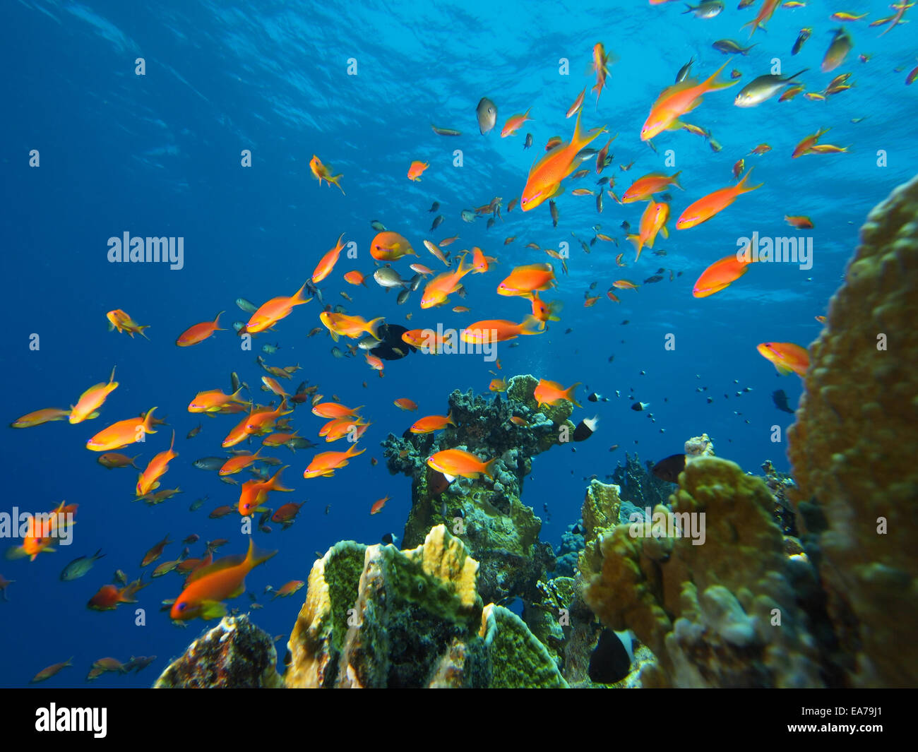 Secca di anthias pesce sulla barriera corallina Foto Stock