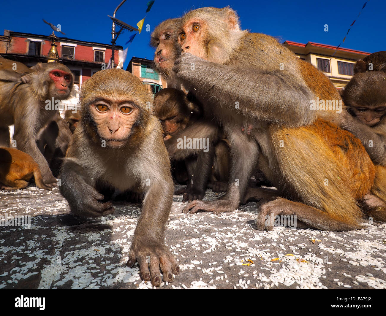 Macaco Rhesus (macaca mulatta), chiamato anche Nazuri scimmia. Swayambunath, Kathmandu, Nepal Foto Stock