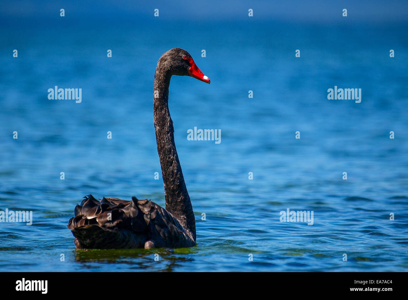 Un cigno nero di nuoto in una piscina di acqua blu Foto Stock