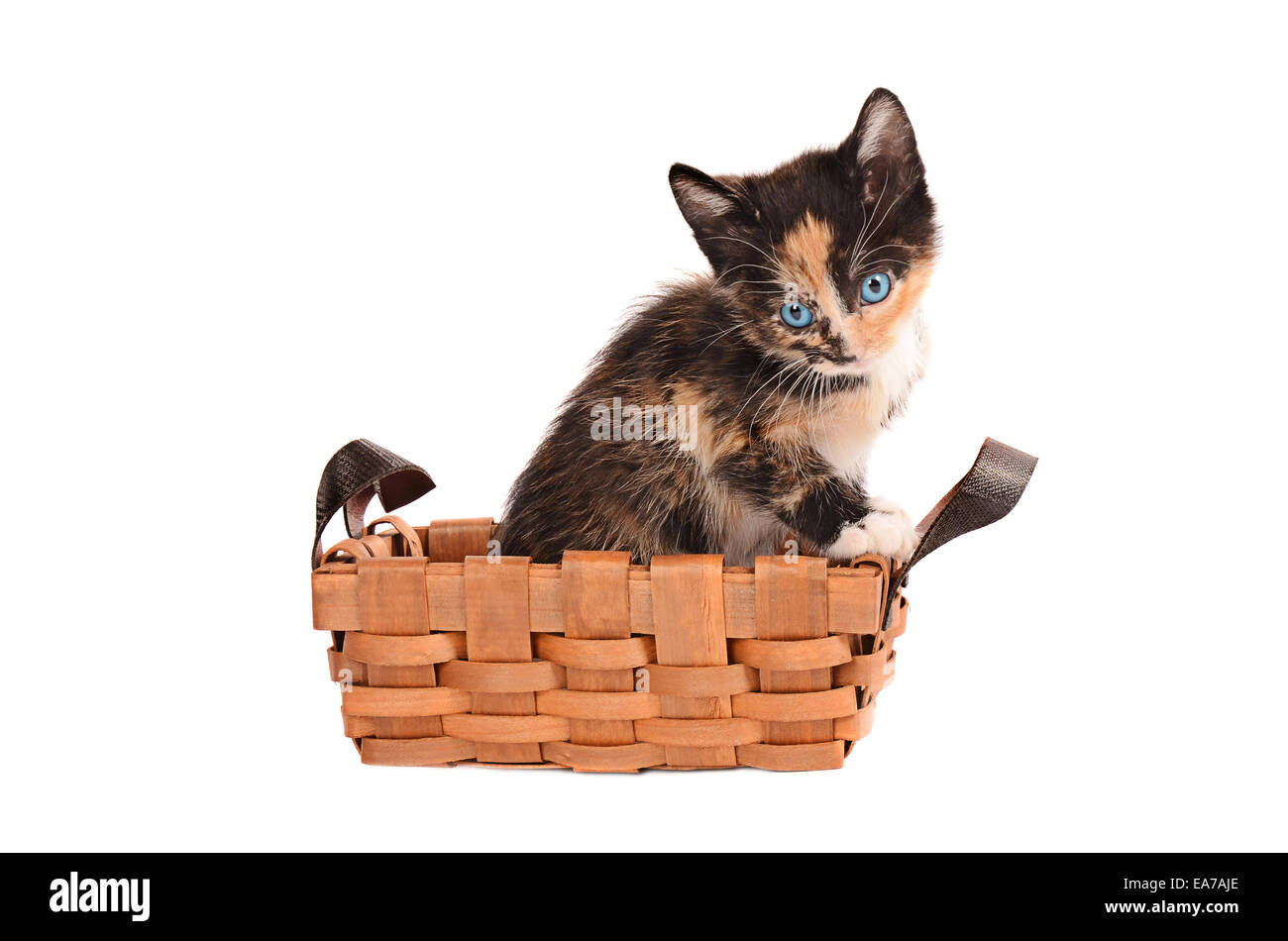 Un calico gattino in un cesto su sfondo bianco Foto Stock