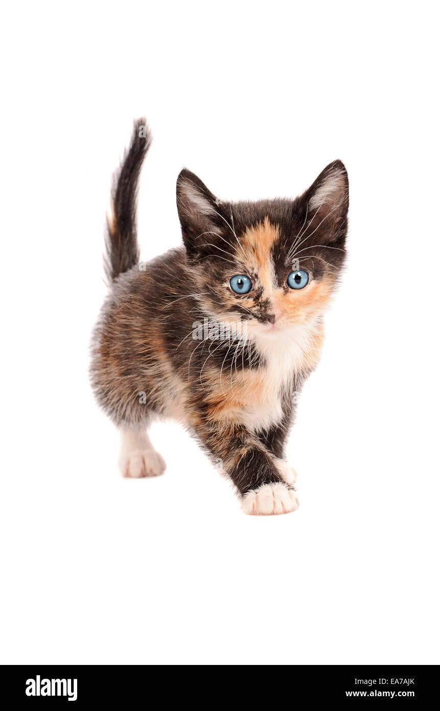 Un calico gattino in piedi su sfondo bianco Foto Stock