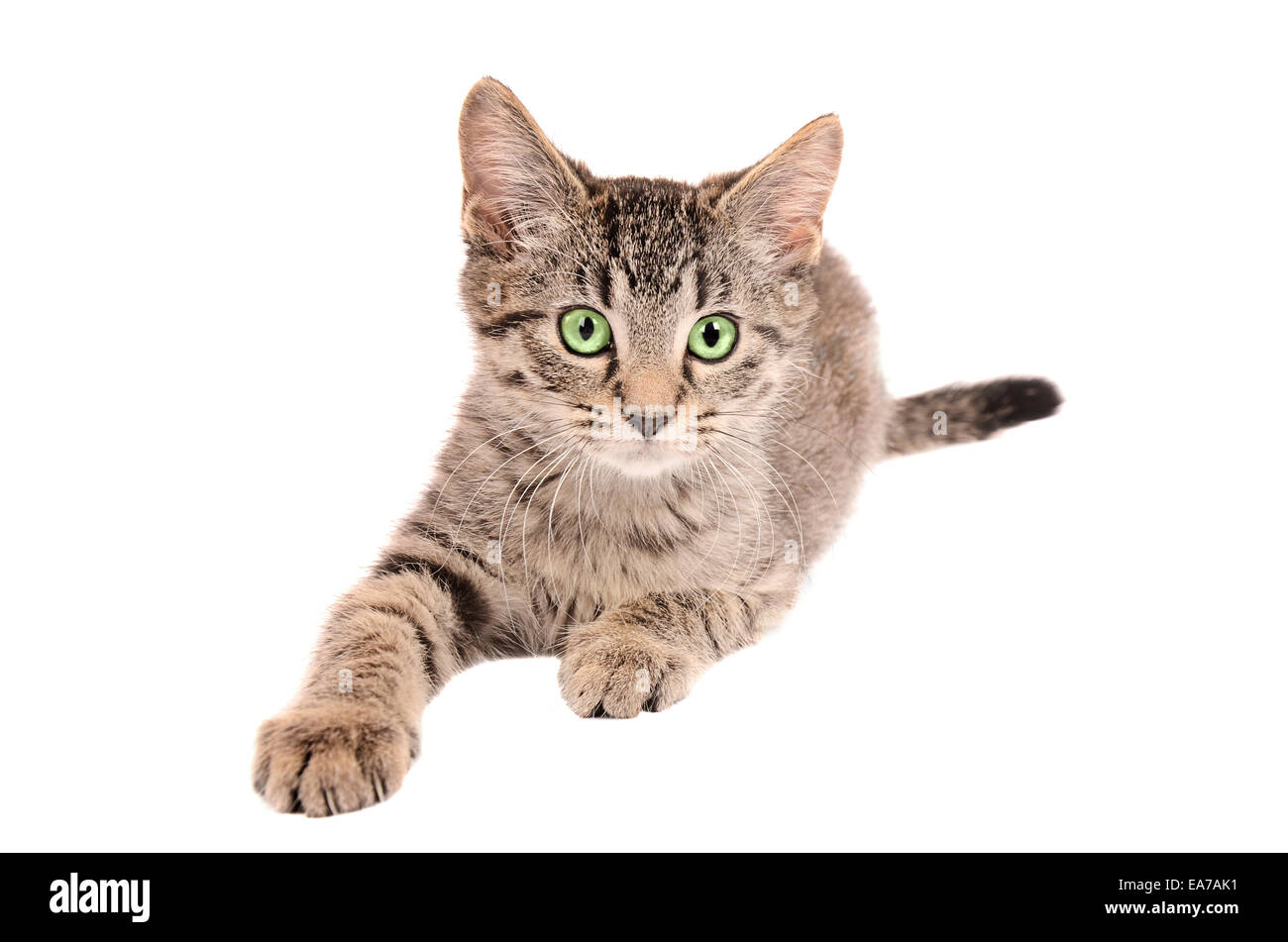 Un tabby kitten raggiungendo fuori su bianco Foto Stock