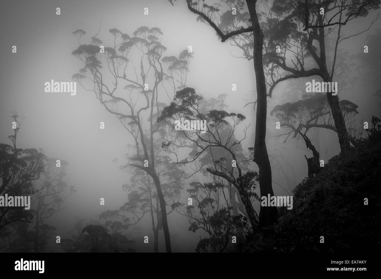 Alberi nella nebbia di mattina. Foto Stock