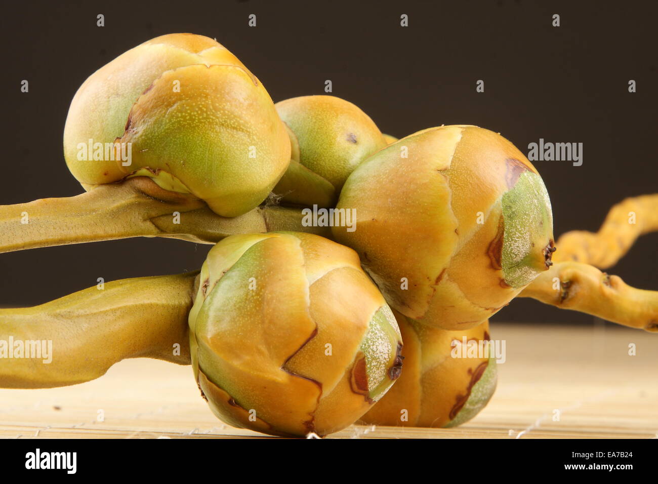 Ramo di noce di cocco.la profondità di campo di una fotografia. Foto Stock