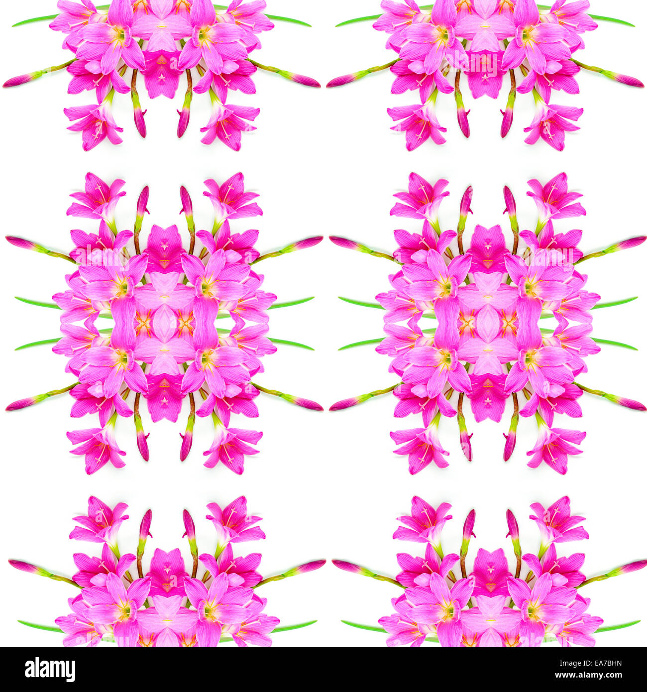 Fiori di colore rosa Giglio Zephyranthes, pioggia Lily, Fata Lily, poco streghe, isolato su sfondo bianco Foto Stock