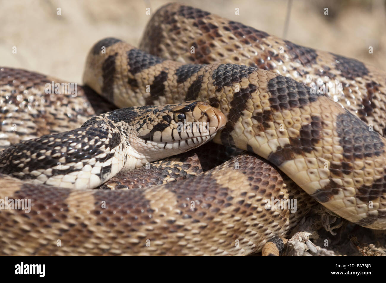 Bull snake, Pituophis catenifer, Badlands, il Dakota del Nord, STATI UNITI D'AMERICA Foto Stock