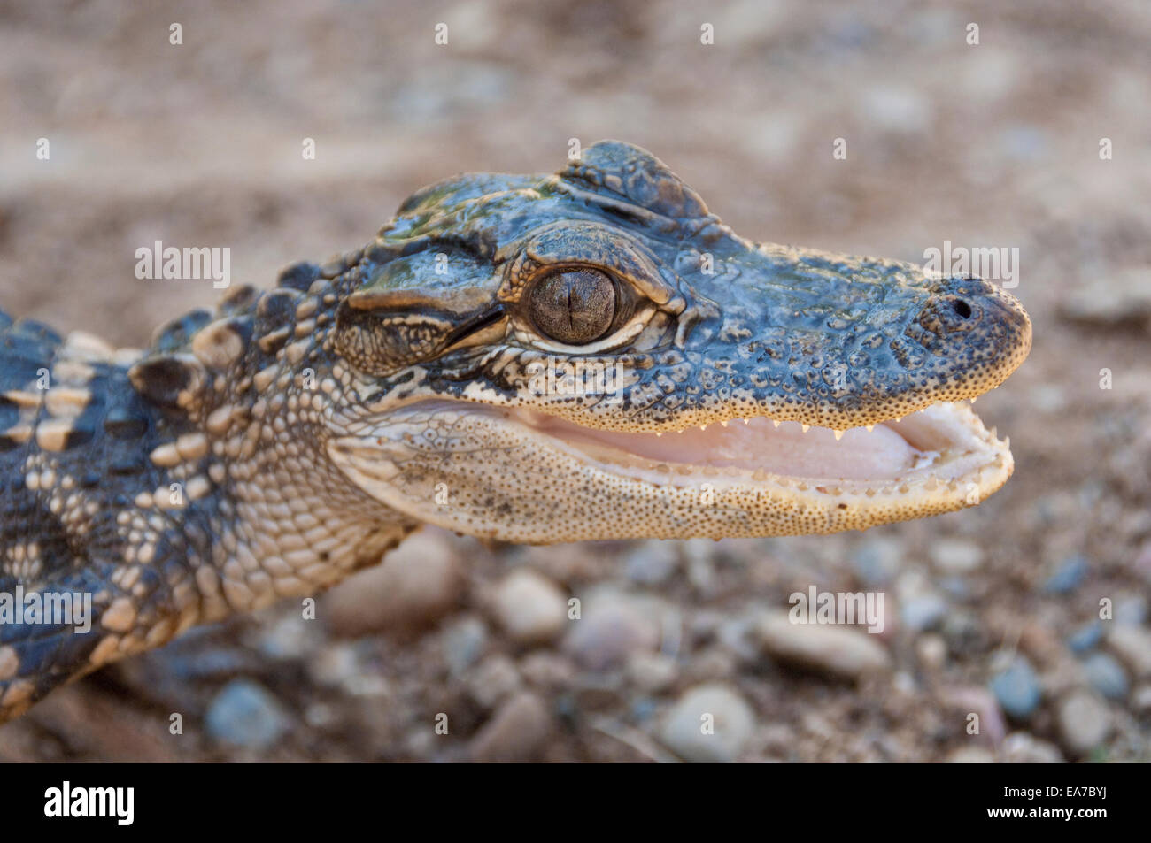 American alligator Alligator mississippiensis, due anni Foto Stock