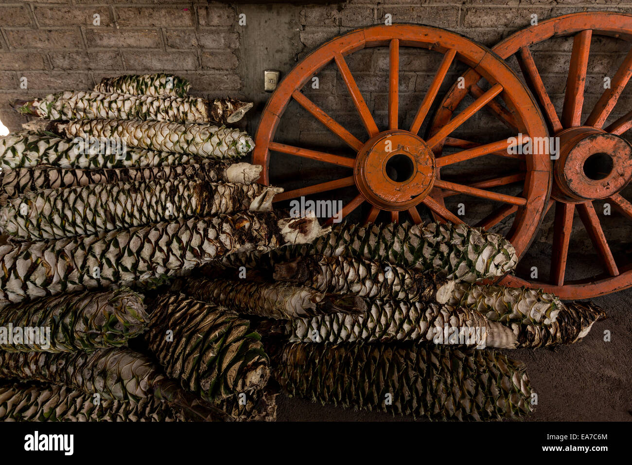 Una pila di agave azzurra tronchi memorizzato in corrispondenza di un Mezcal artigianale distilleria Novembre 5, 2014 in Matatlan, Messico. Rendendo Mezcal implica la tostatura l'agave blu, la frantumazione e la fermentazione del liquido. Foto Stock