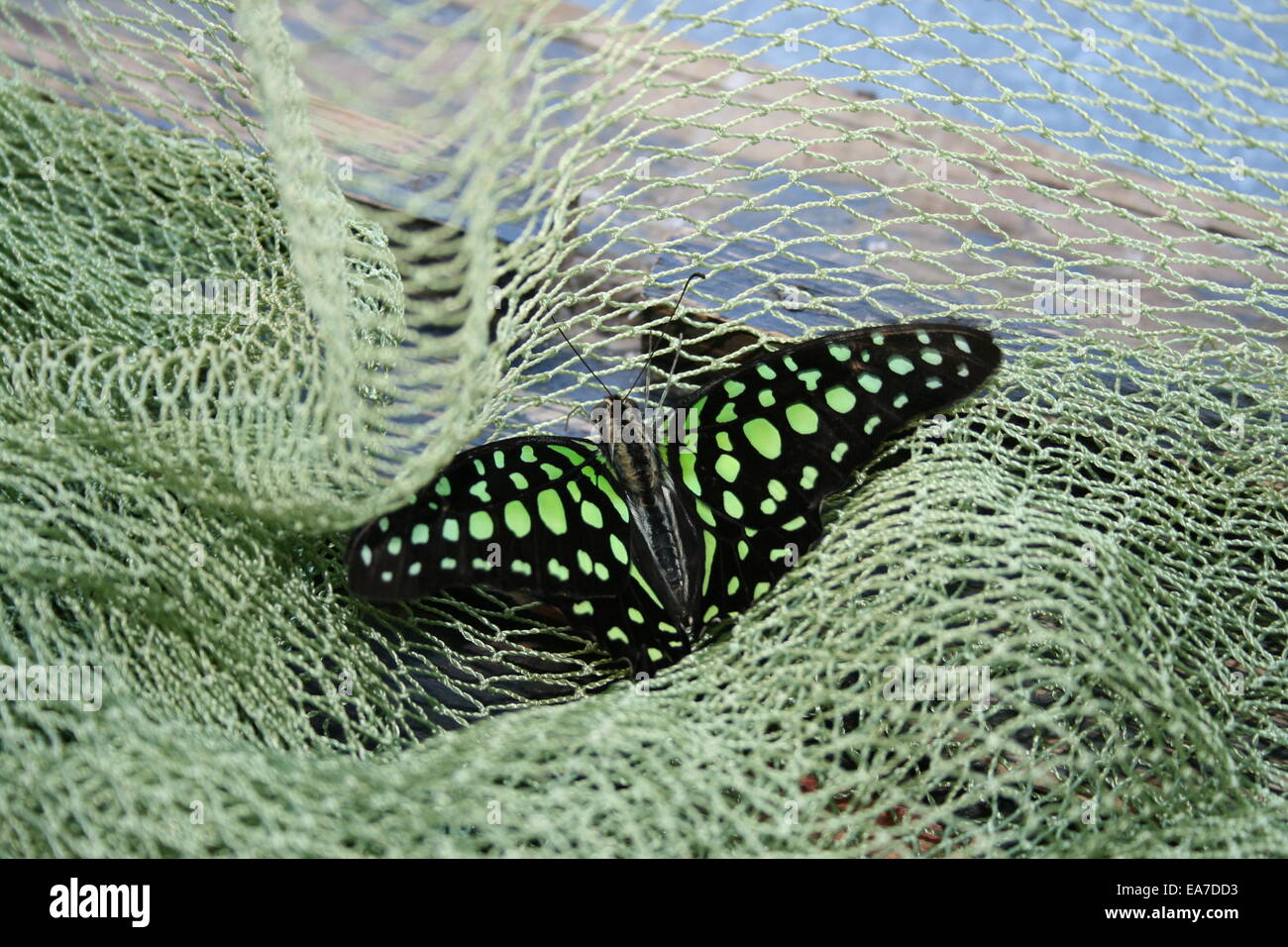 Grande nel colore della cornice butterfly nella green grid Foto Stock