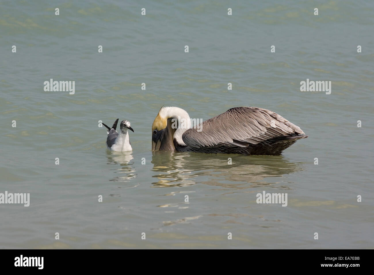 Brown Pelican Pelecanus occidentalis la cattura del pesce e una ridente gabbiano cercando di rubare uno Foto Stock