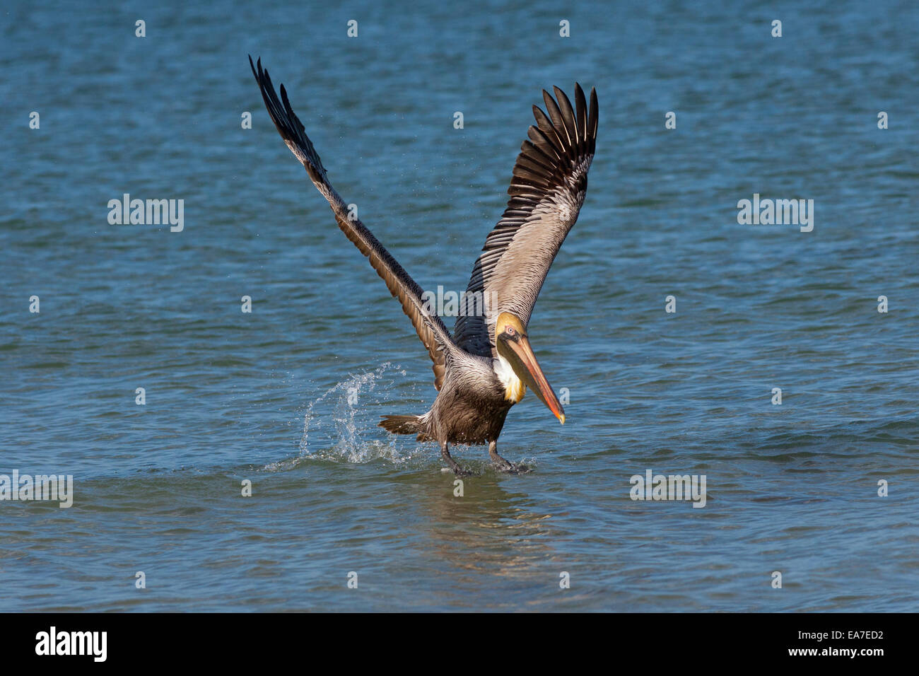 Pellicano marrone Pelecanus occidentalis Fort Myers spiaggia golfo costa Florida Stati Uniti Foto Stock