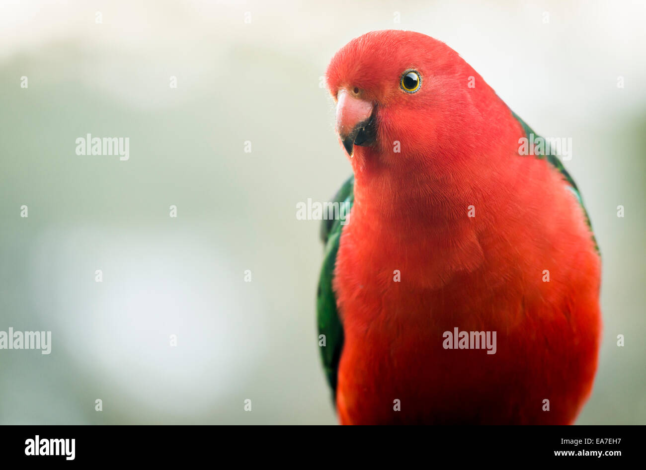 Maschio re australiano pappagallo uccello con colori vibranti guardando curioso Foto Stock