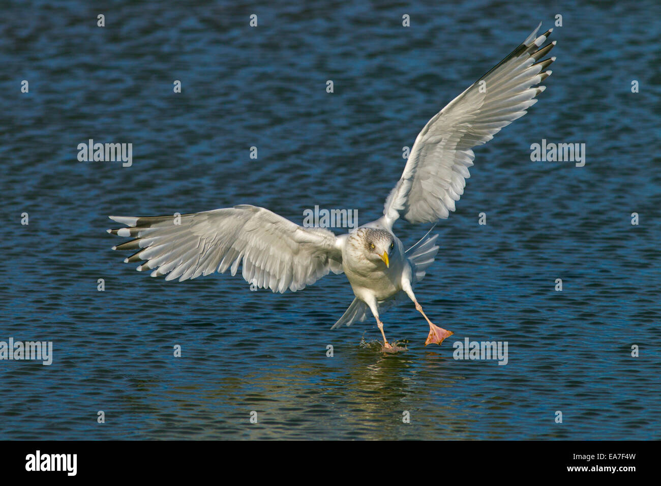 Herring Gull Larus argentatus atterraggio sul mare Norfolk Foto Stock