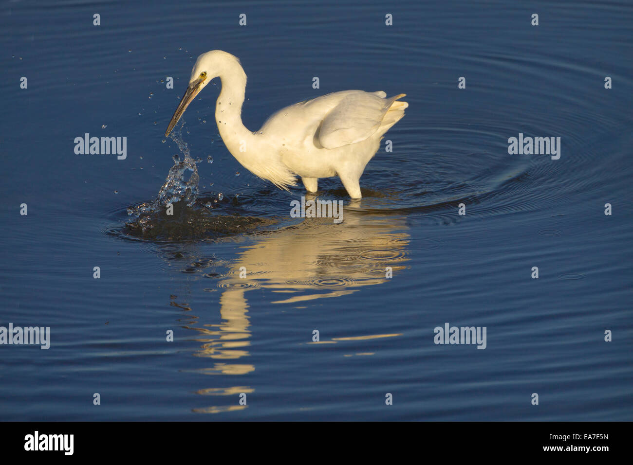 Little Egret Egretta garzetta sulla costa nord del Norfolk UK Foto Stock