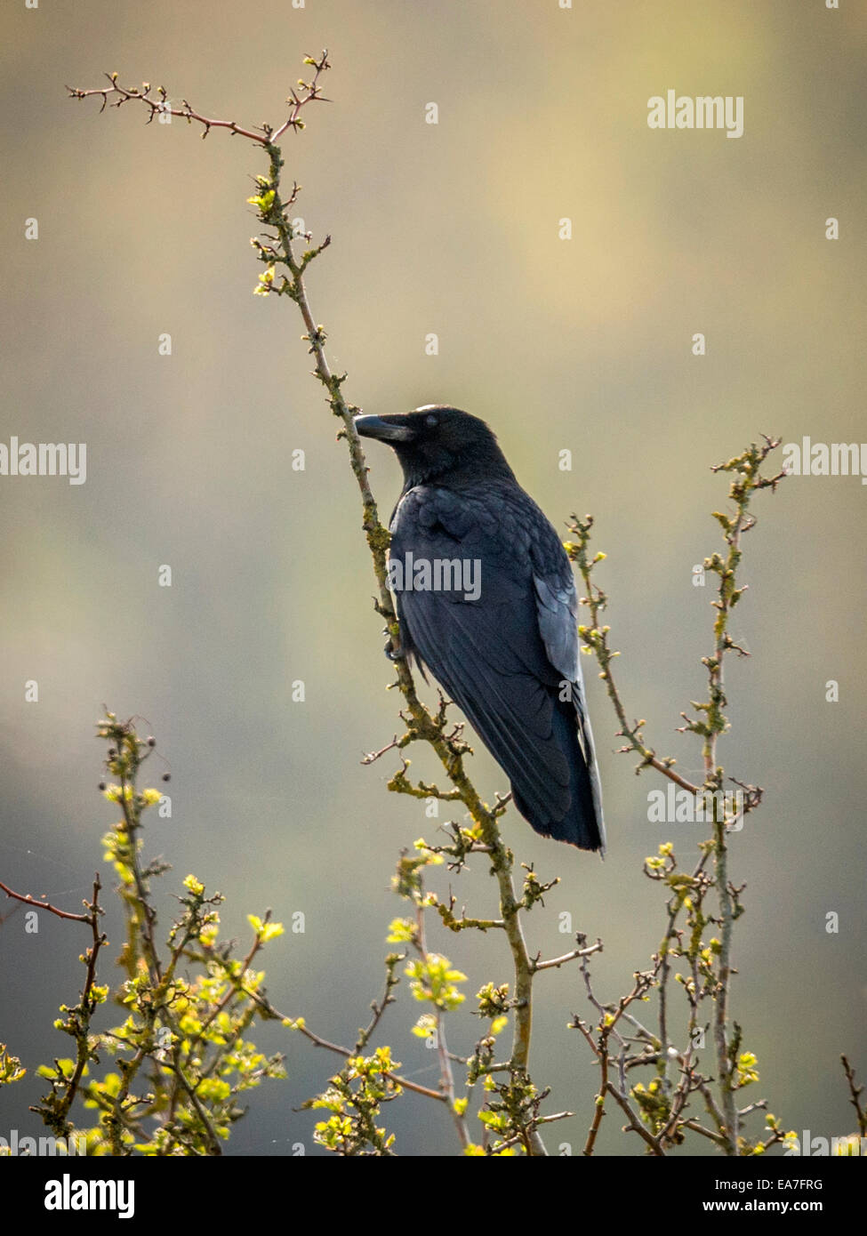 Wild corvo nero [Corvus], appollaiato su un ramo, inondate di luce del sole di mattina. Foto Stock