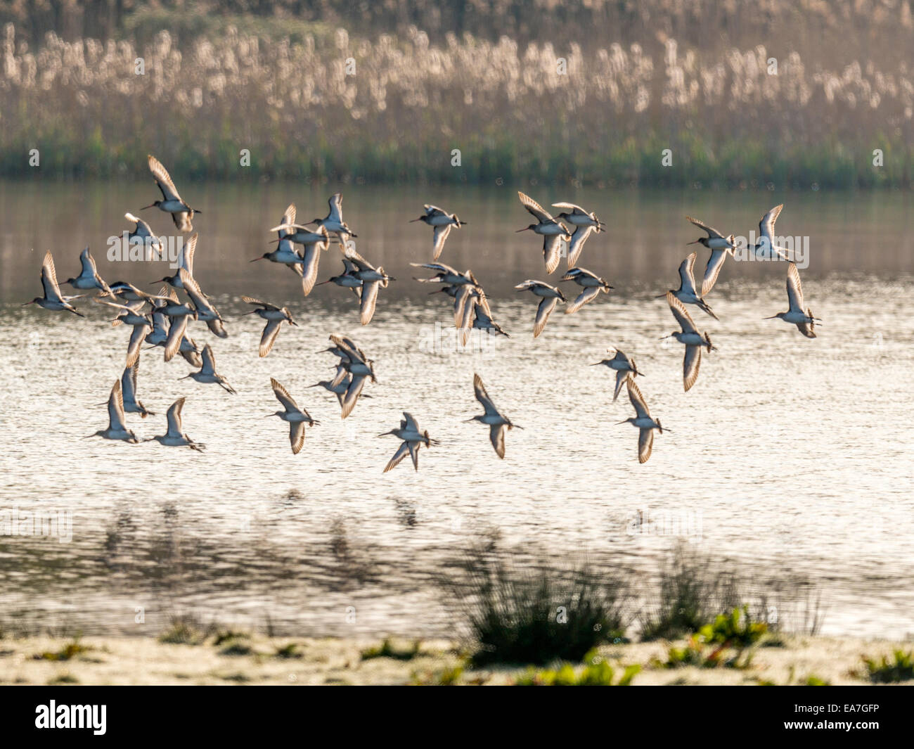 Piccolo gregge di [Oystercatcher Haematopus] volare basso sfiorando l'acqua. Foto Stock