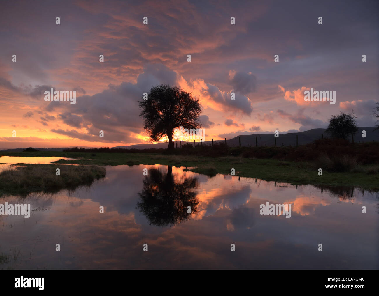 Albero solitario riflesso in una piscina ancora lungo con le nuvole, all'alba presto su una mattina di novembre, con bellissimi cieli Foto Stock