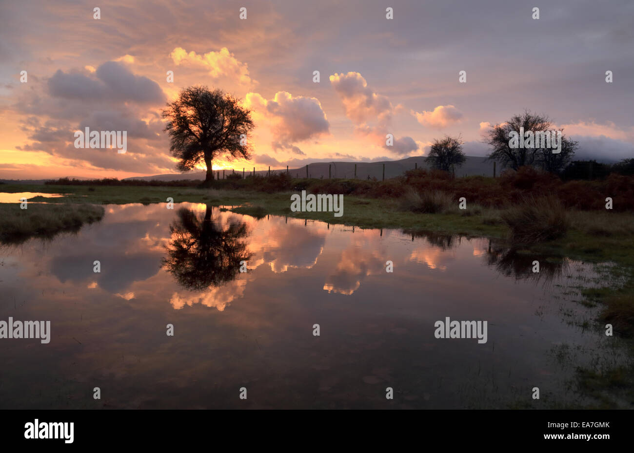 Albero solitario riflesso in una piscina ancora lungo con le nuvole, all'alba presto su una mattina di novembre, con bellissimi cieli Foto Stock