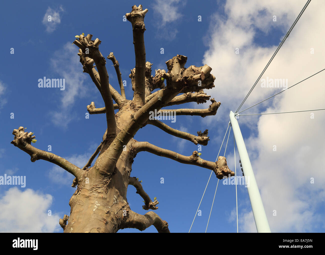 London Plane Tree in Bristol con il montante / fili di Temple Quay sospensione ponte sul molo di Bristol Tempio del trimestre Foto Stock
