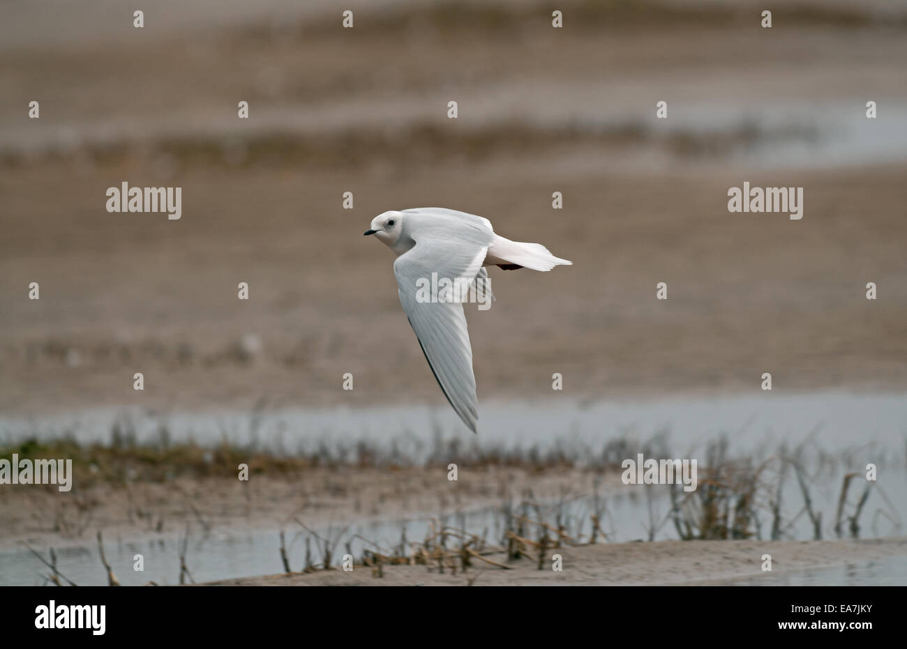 Ross il gabbiano adulto piumaggio invernale in volo Foto Stock