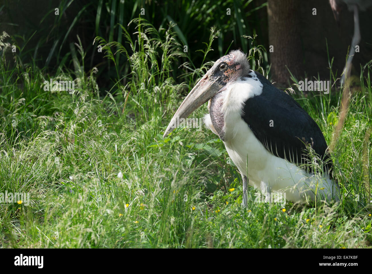 Maraboe, marabou stork, leptoptilos crumeniferus allo zoo Foto Stock