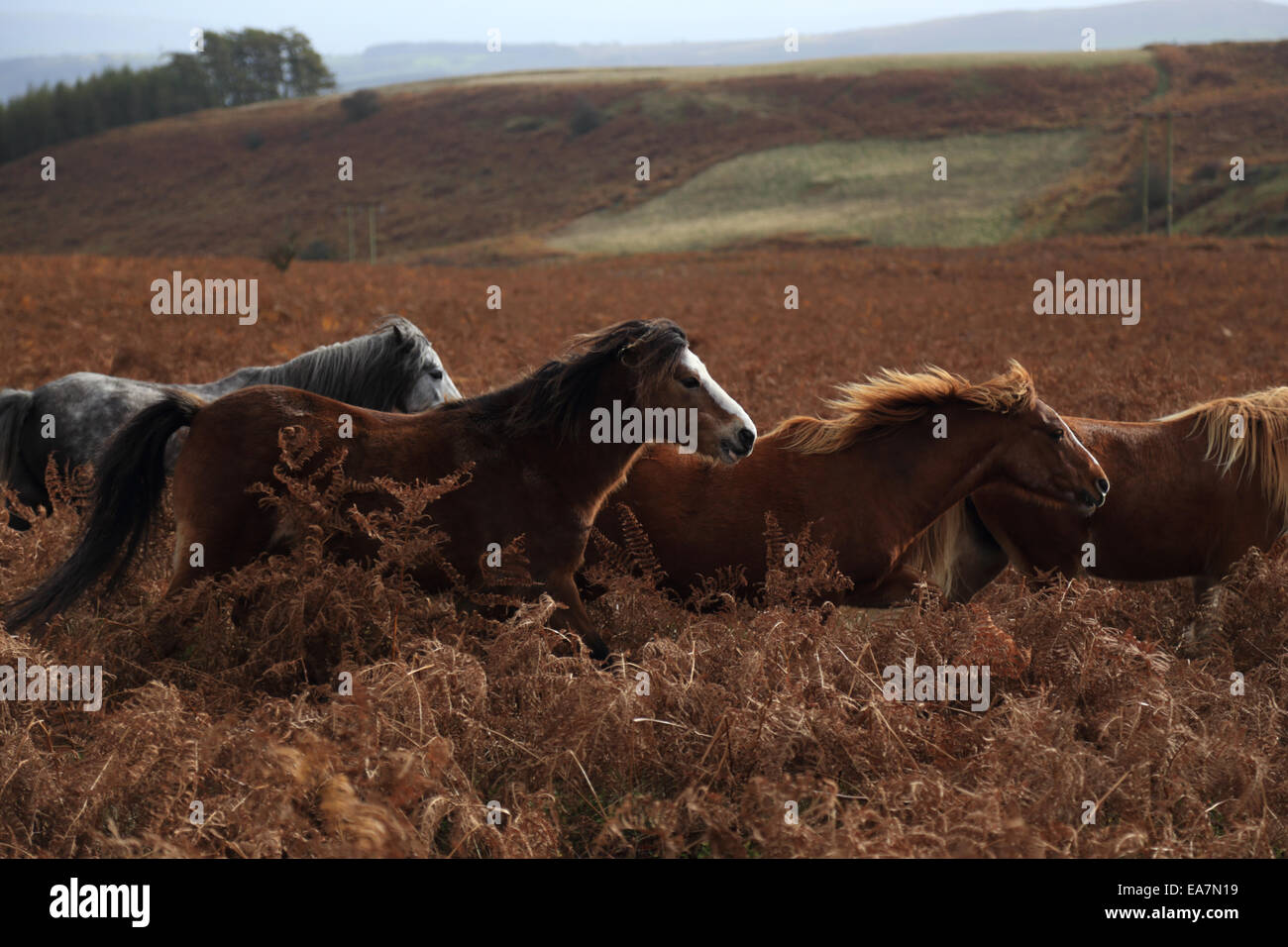 Wild Pony Welsh in esecuzione in un allevamento in tutta l'Rhulen sulle colline vicino a Builth Wells, Wales, Regno Unito Foto Stock