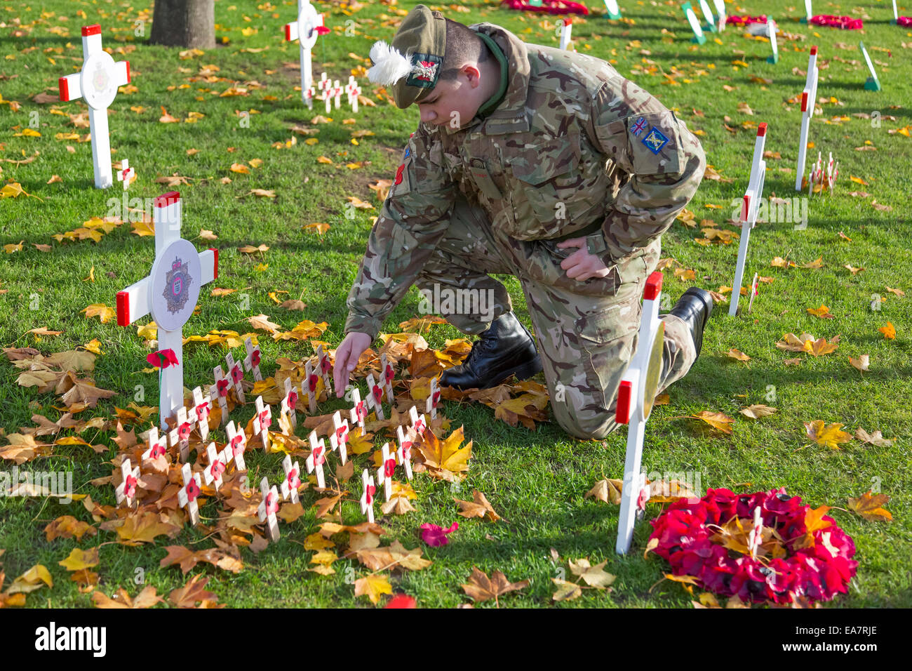 Glasgow, Scotland, Regno Unito. 8 Novembre, 2014. Riso di Salomone, di 15 anni, da Cambuslang vicino a Glasgow, membro di Glasgow e Lanarkshire cadetti, era stato incaricato di assicurare che il ricordo giardino in George Square, Glasgow, Scozia, era ordinata in preparazione per il Ricordo Servizio di domenica 9 novembre 2014. Qui egli sta partecipando al memoriale per la logistica di Royal Marines e assicurandosi che tutte le croci commemorative siano pulite e leggibili. Credito: Findlay/Alamy Live News Foto Stock