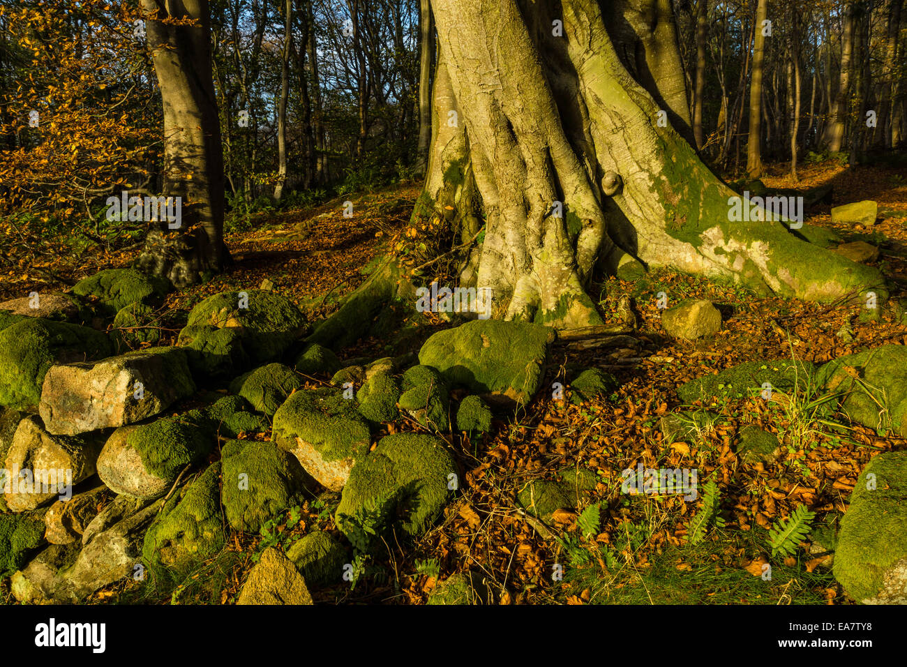 Il vecchio muro di stalattite, faggio e foglie di autunno. Foto Stock