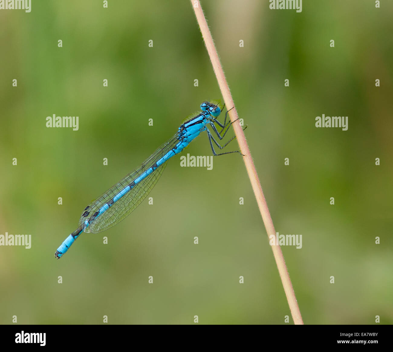 Comune Damselfy blu in appoggio su un reed. Foto Stock