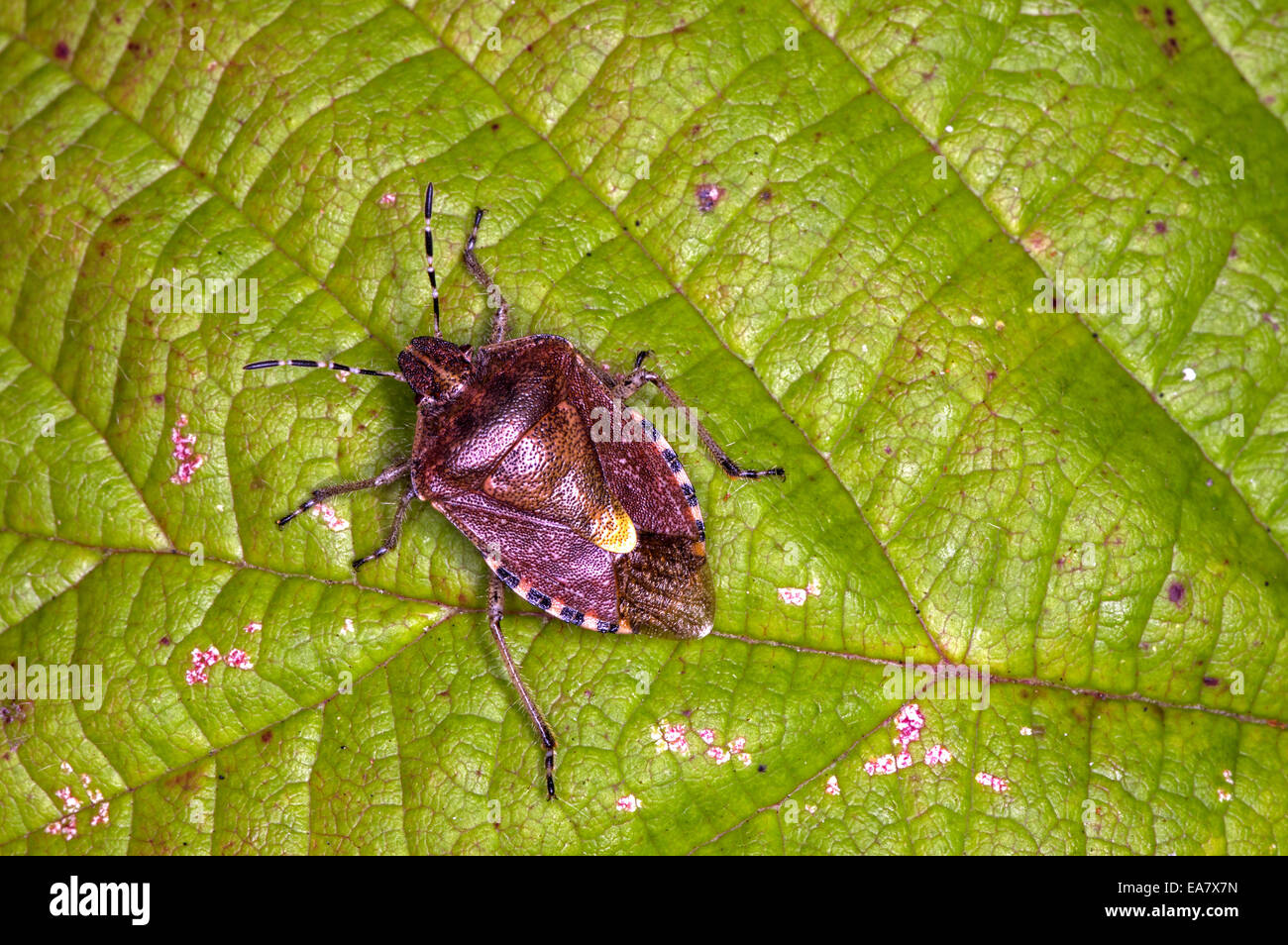 Hairy Shieldbug o Sloe Bug. Abbastanza comune nella metà meridionale della Gran Bretagna Foto Stock