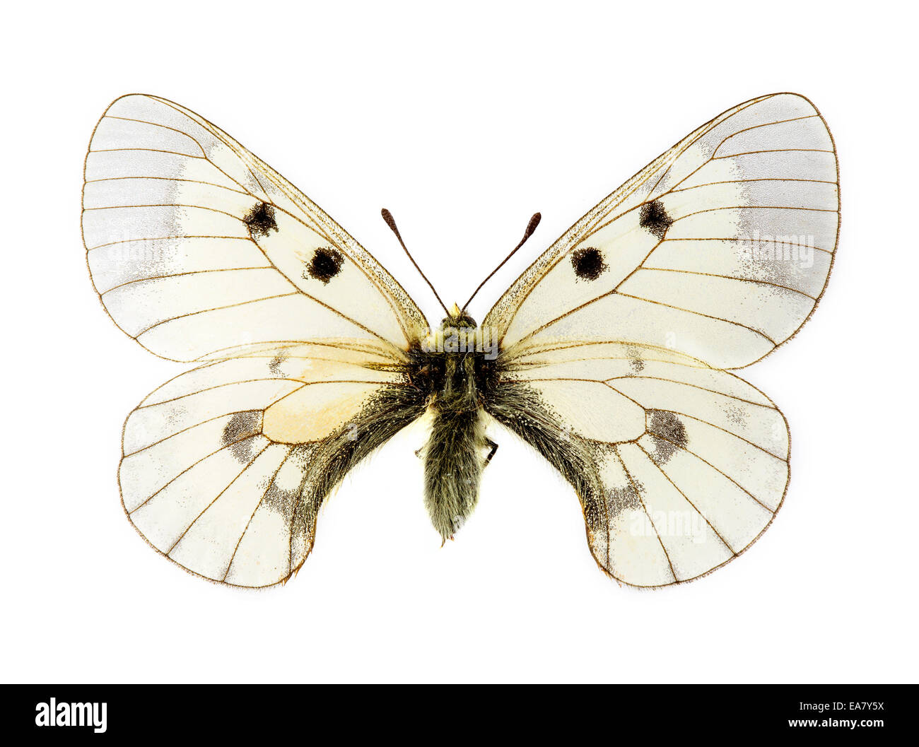 Offuscato Apollo (Parnassius mnemosyne) farfalla Foto Stock