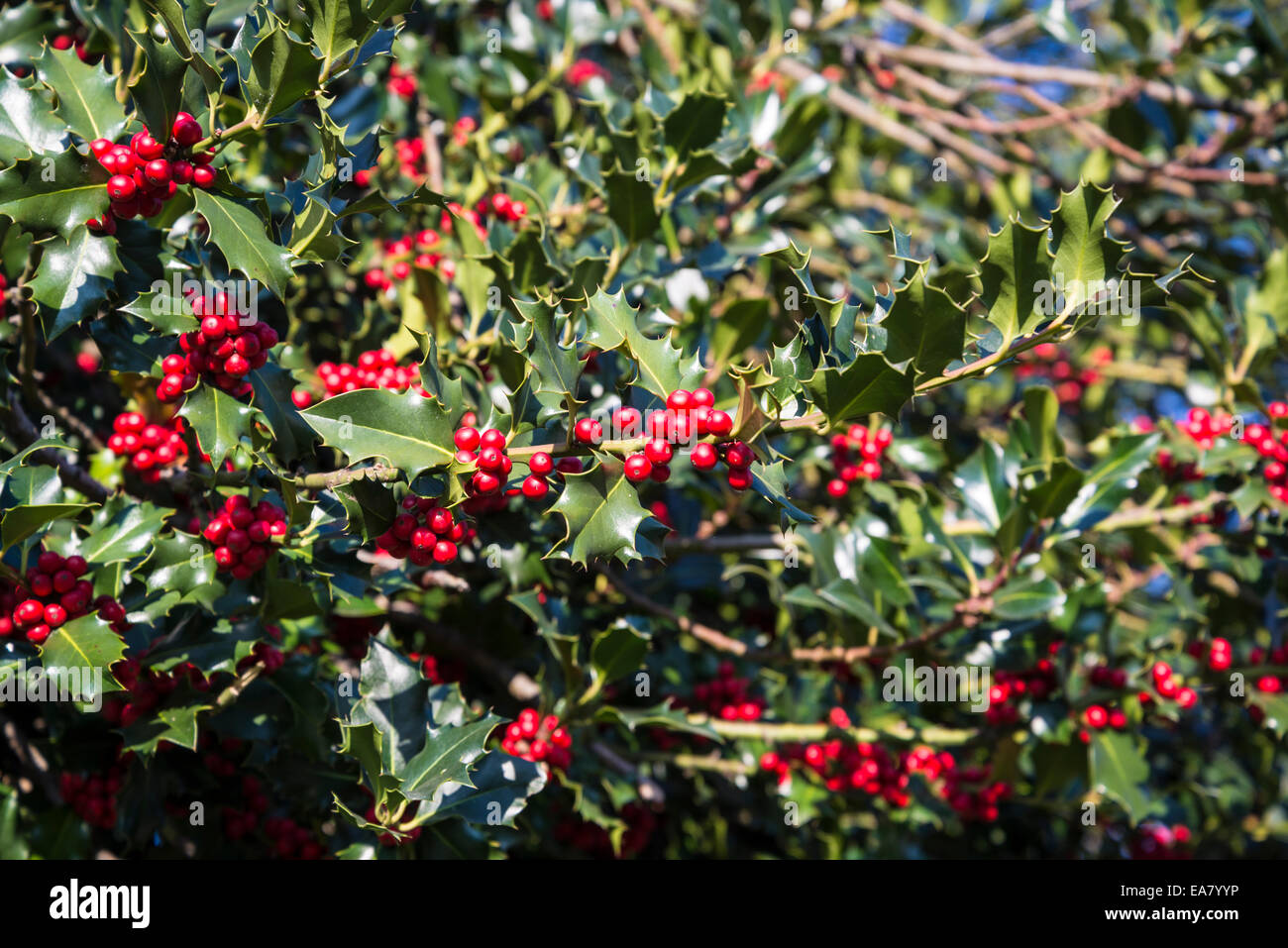 Bacche rosse, Europeo Holly (Ilex aquifolium) foglie e frutta Foto Stock