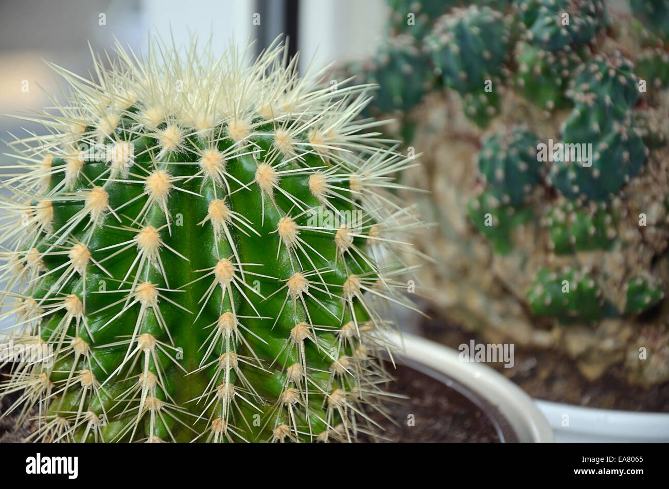 Echinocactus grusonii e cactus Cereus Peruvianus monstrosus, close up Foto Stock