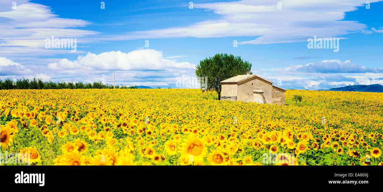Bellissimo paesaggio con campo di girasole su nuvoloso cielo azzurro e sole luminoso luci Foto Stock