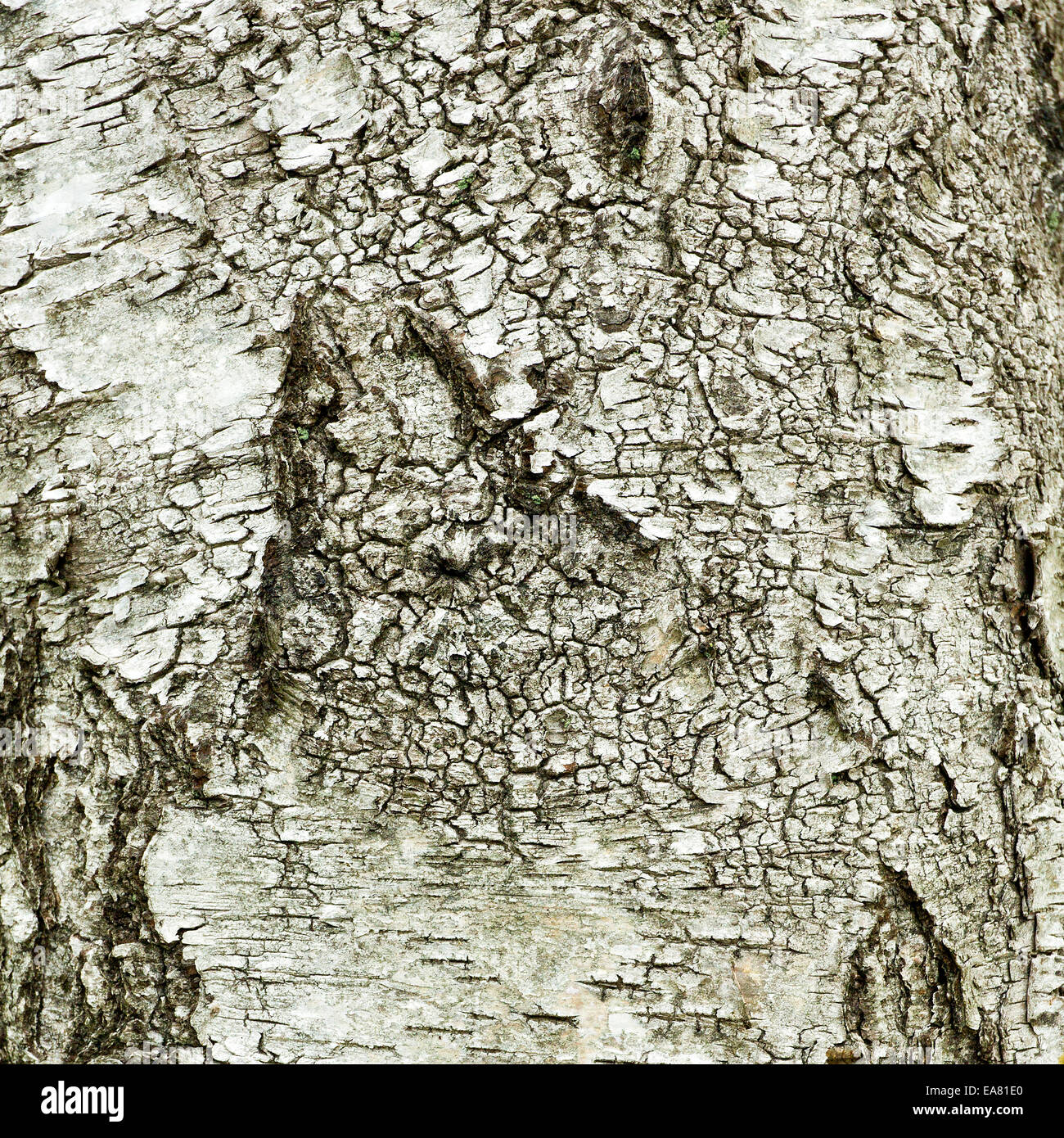 Bellissimi modelli di betulla e texture sul tronco antico bosco di querce un ex tenuta di caccia reale medievale forest Foto Stock