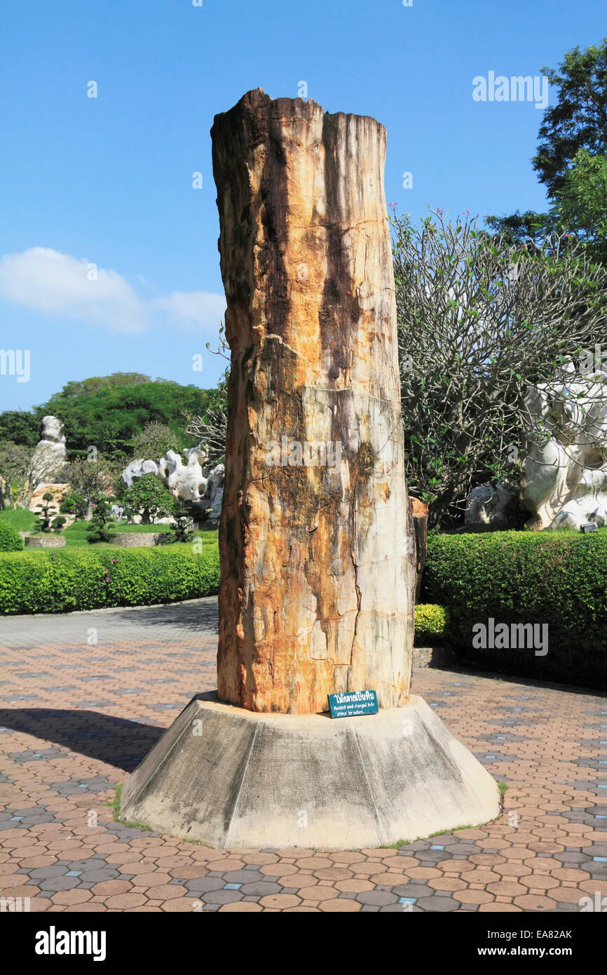 Il legno trasformato in pietra rock Parco di Million Years Stone & Pattaya Crocodile Farm Nongplalai, Banglamung,città di Pattaya, Thailandia. Foto Stock