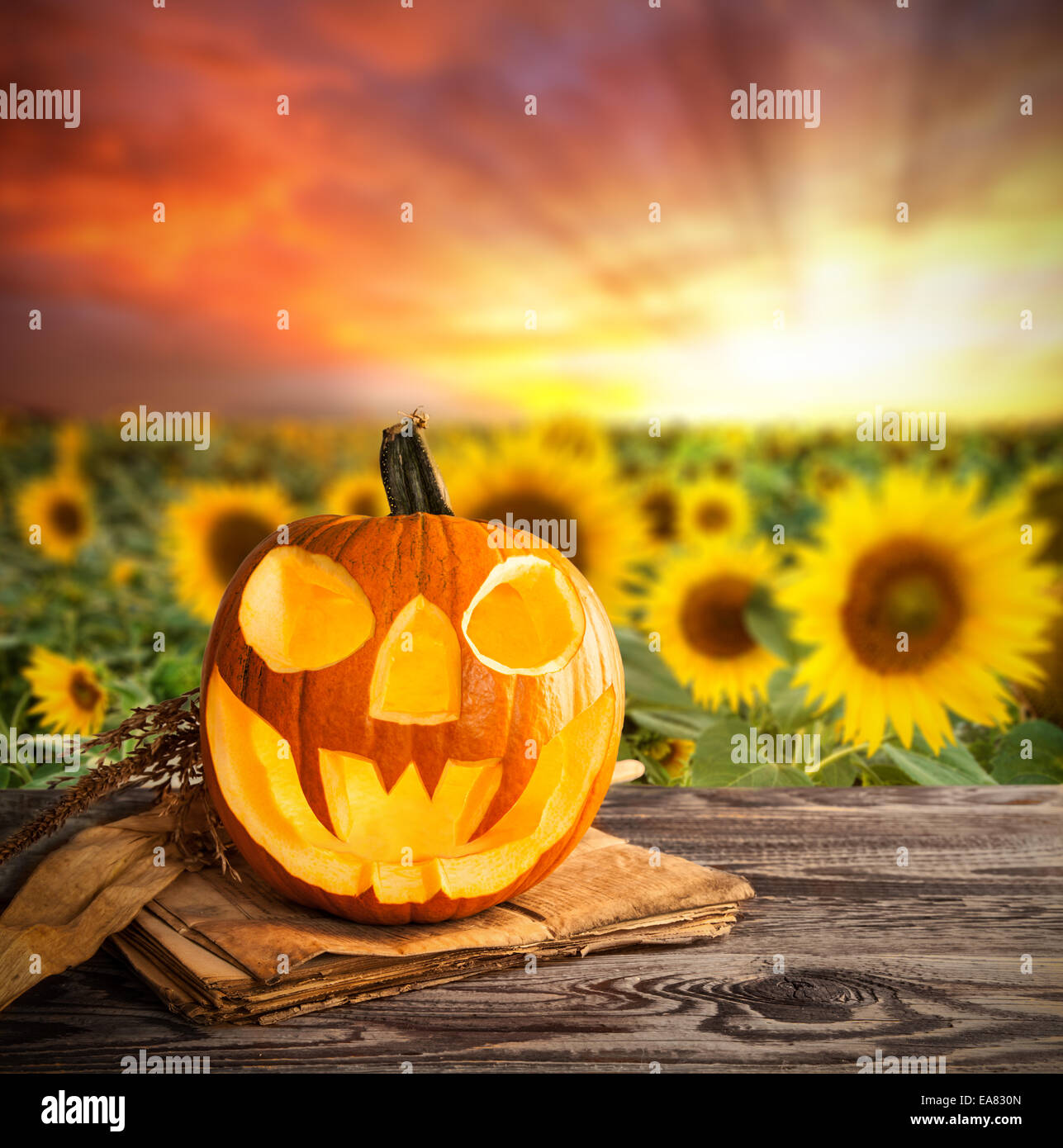 Il male della zucca di Halloween su legno con blur campo di girasoli Foto Stock