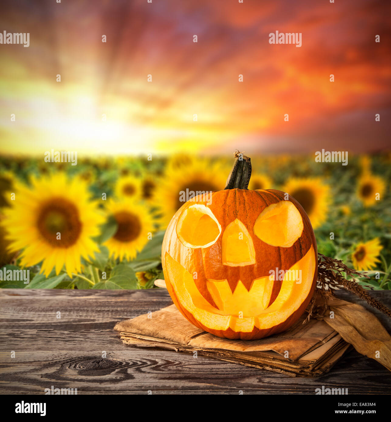 Il male della zucca di Halloween su legno con blur campo di girasoli Foto Stock