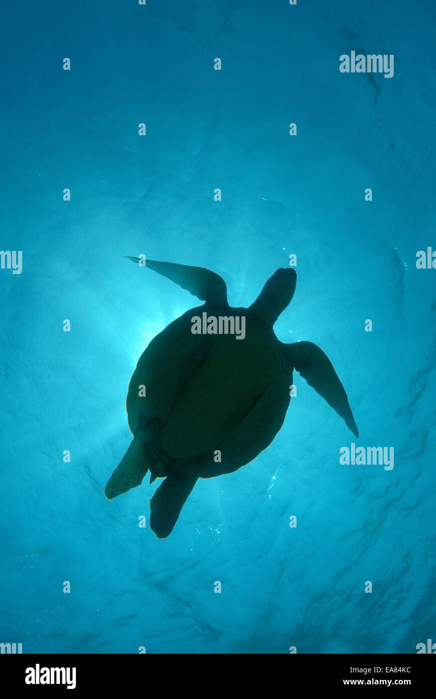 Tartaruga Verde, tartaruga verde, nero tartaruga di mare o Pacifico tartaruga verde (Chelonia Mydas) Bohol Mare, Filippine Foto Stock