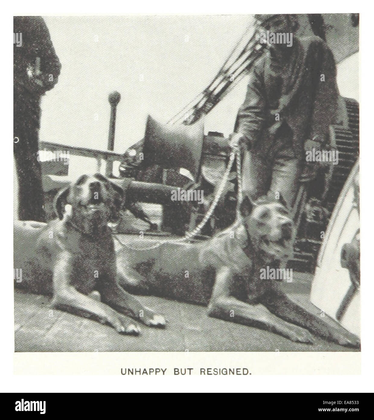 Questa illustrazione del 1899 di Hitchcock raffigura un gruppo di cani in uno stato malinconico ma rassegnato, evidenziando la loro condizione emotiva attraverso dettagli espressivi. L'immagine cattura l'umore cupo degli animali, probabilmente riflettendo le dure realtà del loro ambiente. Foto Stock