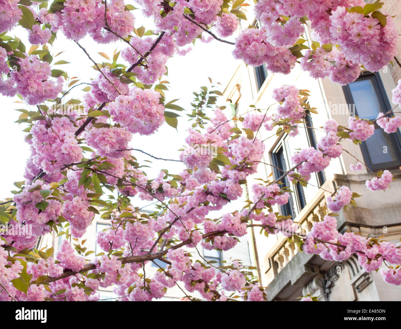 Fiori di ciliegio in primavera Foto Stock