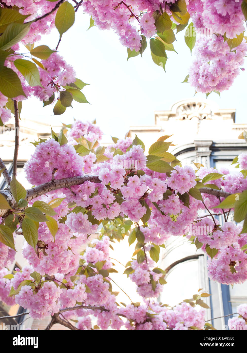 Fiori di ciliegio in primavera Foto Stock