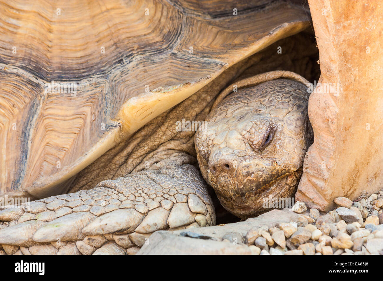 Nome: Chelonia Reptilia Testudinidae Geochelone sulcata Foto Stock