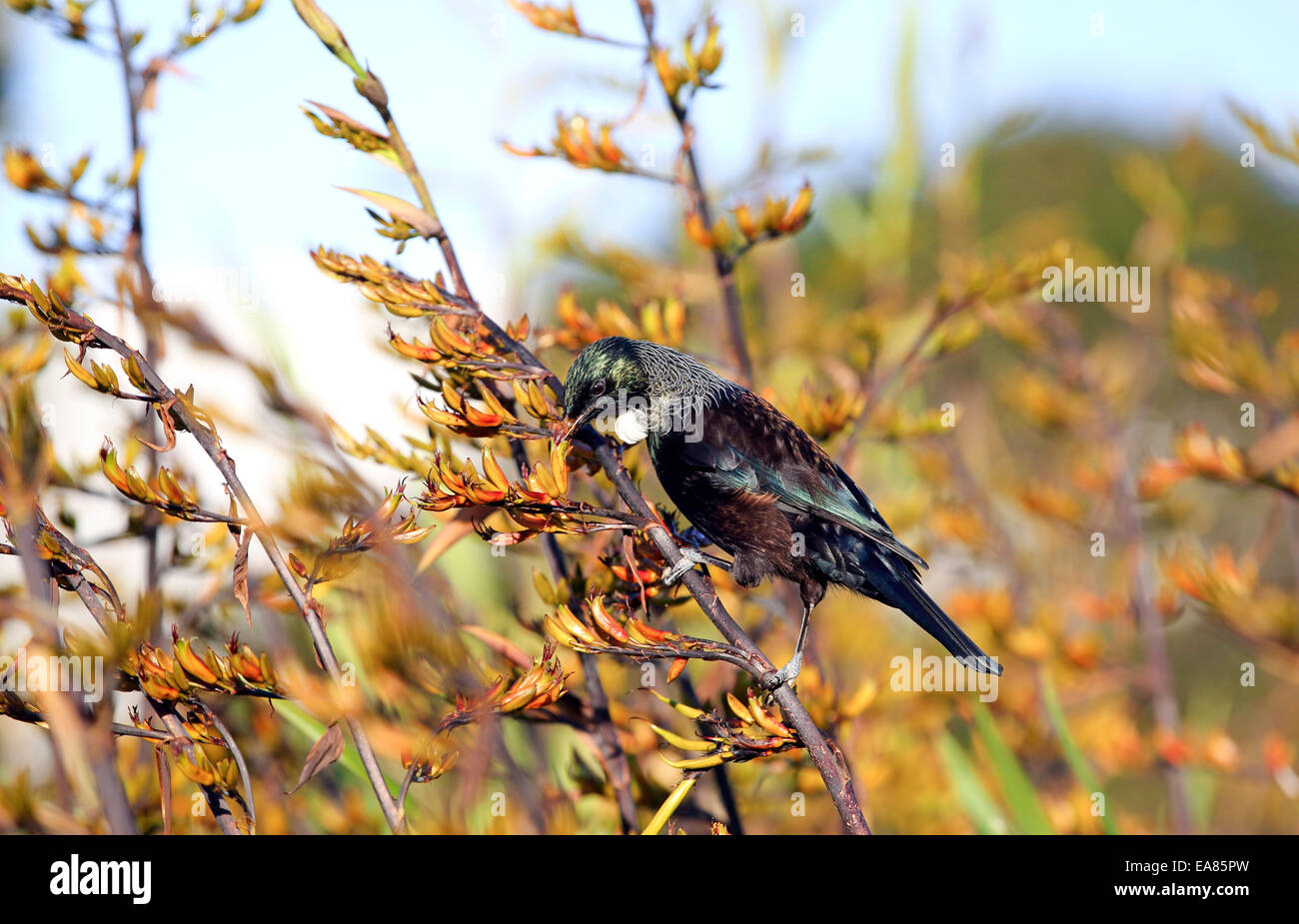 Tui alimentazione degli uccelli in Nuova Zelanda il lino bush flower Foto Stock