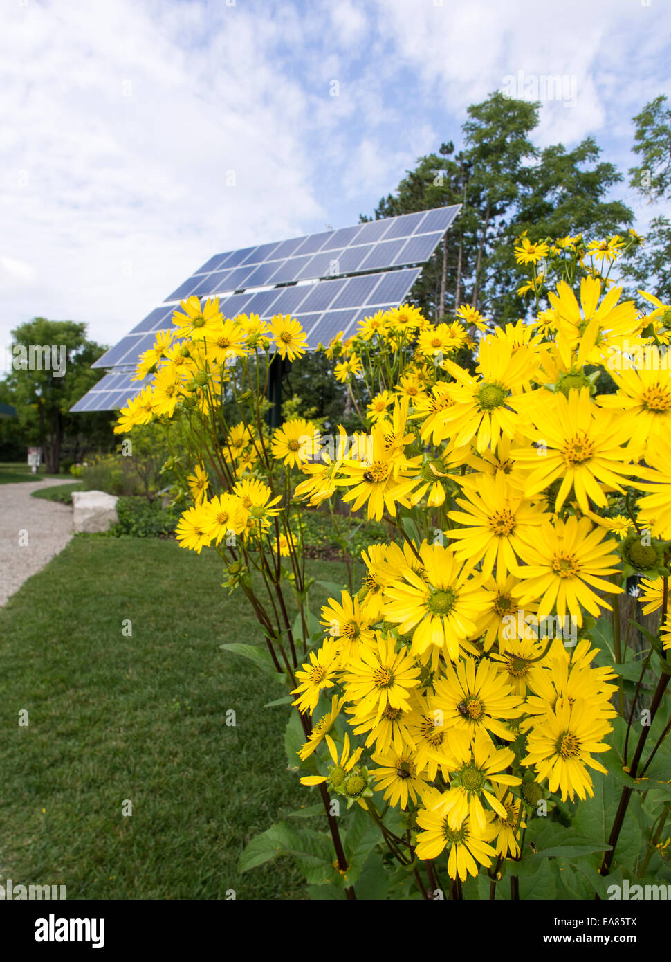 Margherite e fotovoltaici. Un cluster di margherite parzialmente nascondere l'enorme di collettori solari in questo piccolo parco Foto Stock