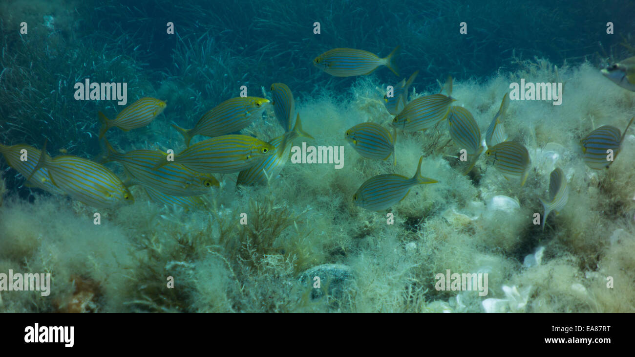 Una scuola di mucca, orate Sarpa salpa, una specie molto diffusa nel Mar Mediterraneo, Malta. Foto Stock