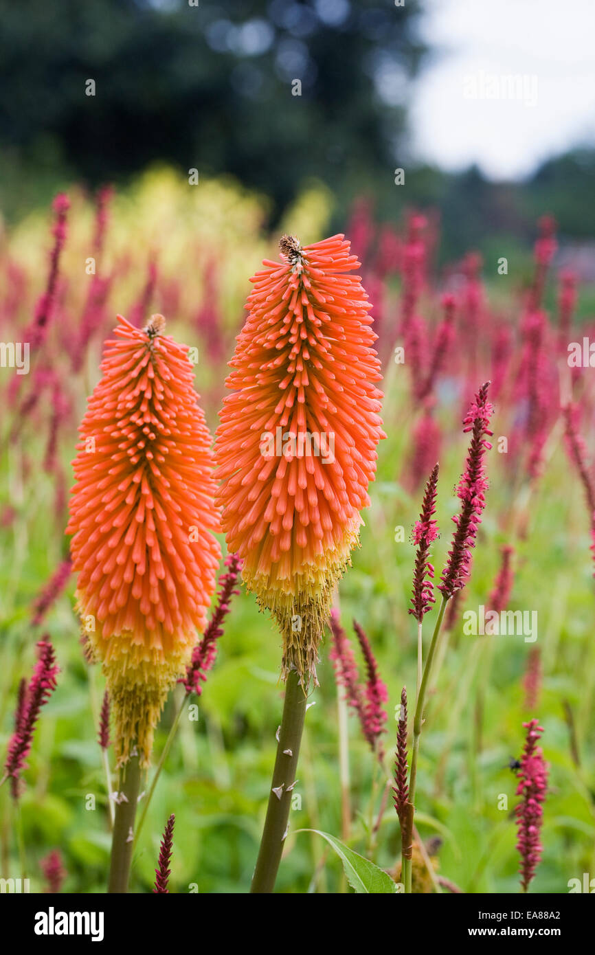 Kniphofia fiori. Red Hot Poker fiori. Foto Stock
