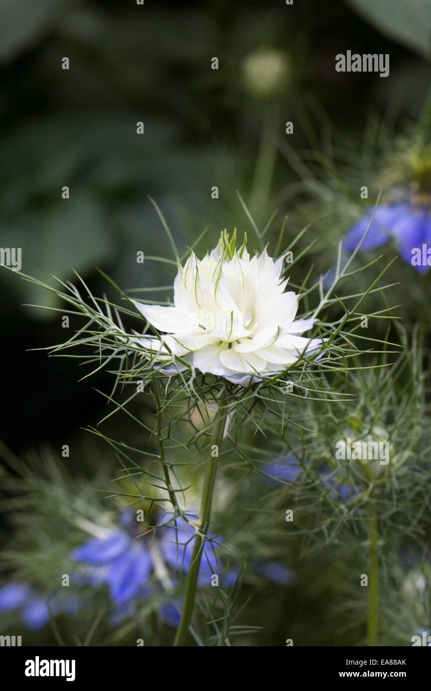Nigella damascena fiori. L'amore-nel-nebbia. Foto Stock