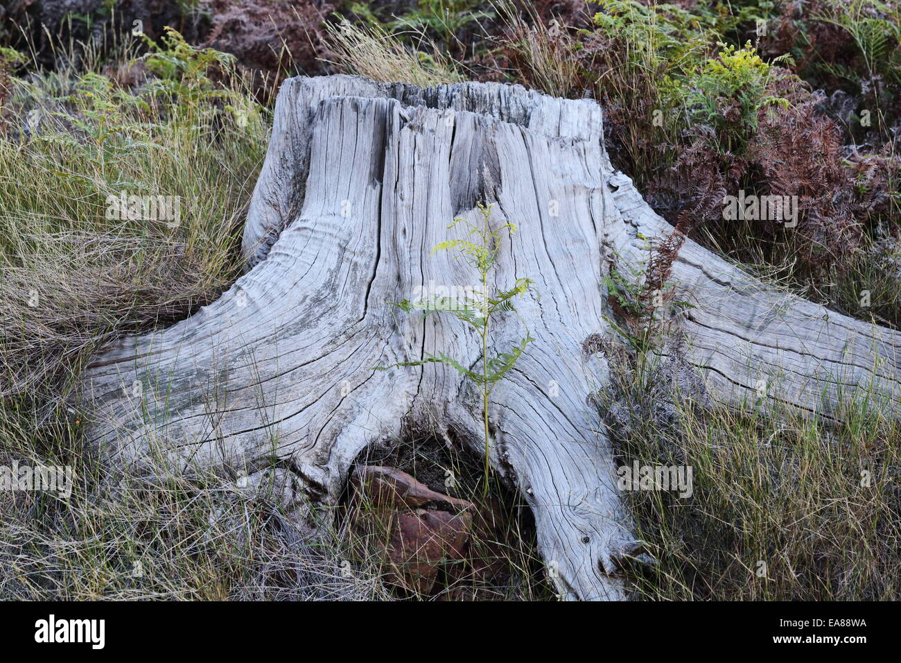 Albero morto tronco sulle pendici of Table Mountain al di sopra di Tokai Foto Stock